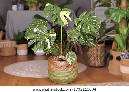 Large variegated tropical 'Monstera Deliciosa Thai Constellation' house plant with beautiful white sprinkled leaves in basket flower pot in living room with many plants in burry background Royalty-Free Stock Photo #1932115004