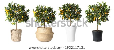 Set of kumquat trees with fruits in flowerpots on white background. Banner design Royalty-Free Stock Photo #1932117131