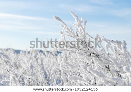 snow covered branches rime in Siberia