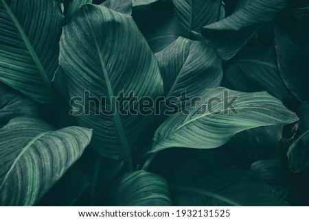 tropical leaf, dark green foliage, botanical nature background Royalty-Free Stock Photo #1932131525