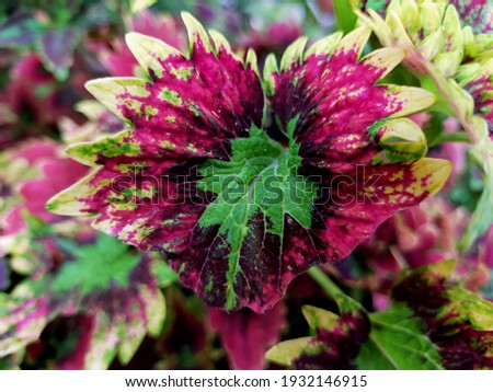 Miana or Coleus artropurpureus is an ornamental plant. Miana or Coleus artropurpureus is mostly searched by Indonesian people right now. Indonesians collect mamy types of this plant as a hobby.