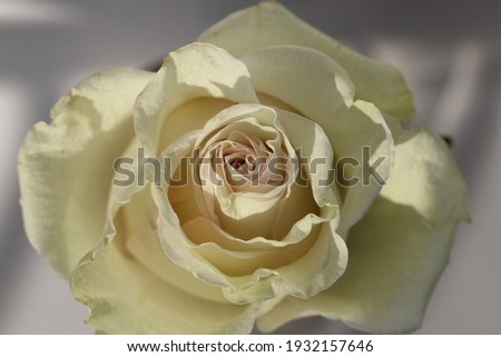 front top macro photography of a beautiful natural white rose in natural sunlight on a white background