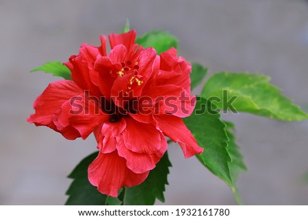 Red Dragon Hibiscus Flower with leaves and sand color background