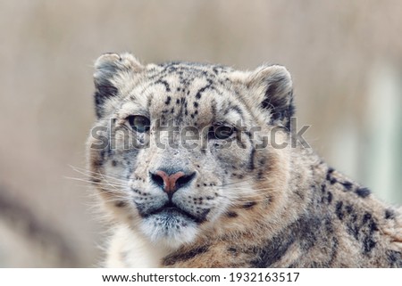 beautiful cat snow leopard - Irbis, Uncia uncia, endangered species in world