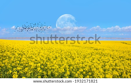 Yellow mustard field landscape industry of agriculture with full moon - Germany "Elements of this image furnished by NASA " Royalty-Free Stock Photo #1932171821