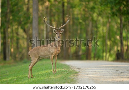 Adult male of Eld's deer, Panolia eldii, living in natural habitat, a species reintroduction.  Royalty-Free Stock Photo #1932178265