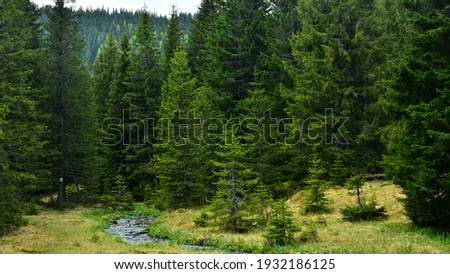 Latorita's spring gently flowing through an alpine pasture and a wild spruce forest. Capatanii Massif, Carpathia, Romania. Royalty-Free Stock Photo #1932186125