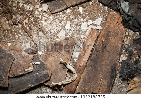 Human bones, fragments of clothing, coffins in the ruined tomb of the Sicinski family, royal forests near Modliszewo, Gniezno, Poland.