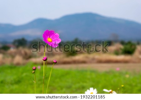 Beautiful pink flowers With the mountain in the background