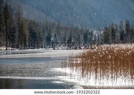 Frosty reed fields along the clear alpine mountain lake Almsee in Austria