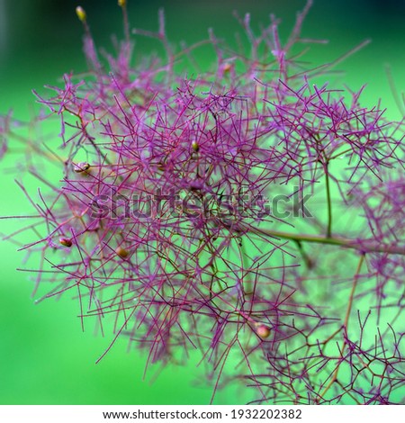 Cotinus also known as the smoketree in the garden  Royalty-Free Stock Photo #1932202382