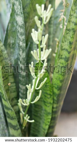 Flower of Mother-in-law's Tongue, Viper's bowstring hemp, snake plant.
