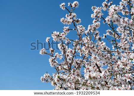 Nonpareil and Independence Almond Bloom and Tree Flower in California 