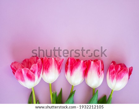 Spring flowers, pink tulips, on a lilac background, place for notes, lettering