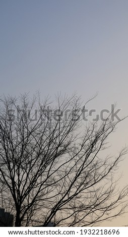 A dry tree in sunset sky (for idea and design)