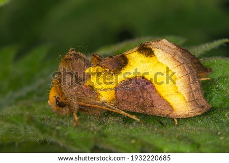 Diachrysia chrysitis moth night butterfly Burnished brass resting on a hairy leave with dark green colors in the night with macro image of the hairy body and soft yellow wings of this noctuidae remind