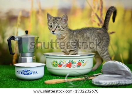 Tabby cat on a green background with kitchen utensils - pot, whisk, glove