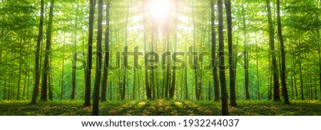 Sunlight in the green forest, spring time Royalty-Free Stock Photo #1932244037