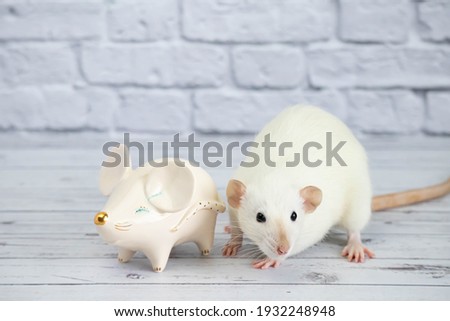 A decorative funny white cute rat stands next to a porcelain figurine in the shape of a rat with a golden nose