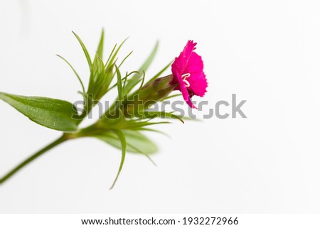 
pink henna dragon flower isolated on white background. macro photo. close up