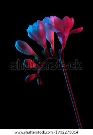 White Freesia flowers blooming, with buds on stem, pink and blue neon light. Isolated on black background.