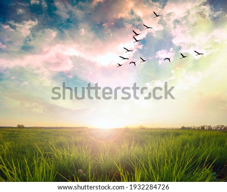 Flying birds over a green field at sunset Royalty-Free Stock Photo #1932284726