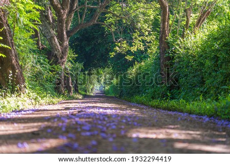 The long way of road beside big green trees like tree tunnel way. Tanzania, east Africa.