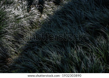 Close up photo of Mondo Grass