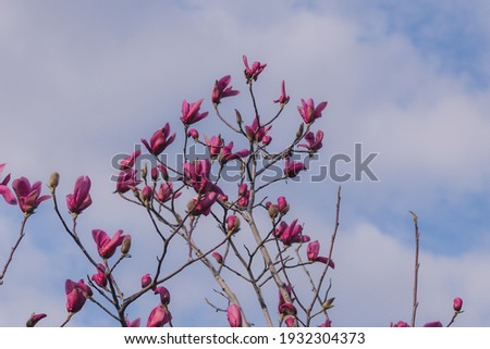 Beautiful pictures of spring magnolias