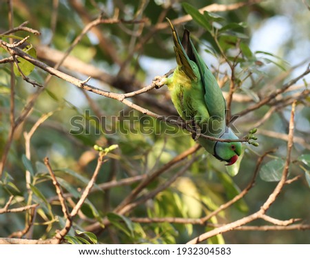 India, 4 March, 2021 : A parrot bird hanging on branch. The rose-ringed parakeet, also known as the ring-necked parakeet, is a medium-sized parrot in the genus Psittacula, of the family Psittacidae.