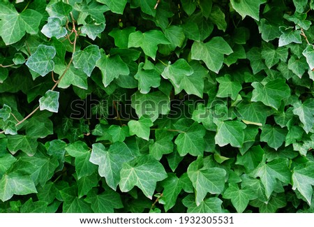 Green ivy leaves on the wall. Textured background of leaves. Green plant wall texture for backdrop design and eco wall and die-cut for artwork. A lot of leaves.