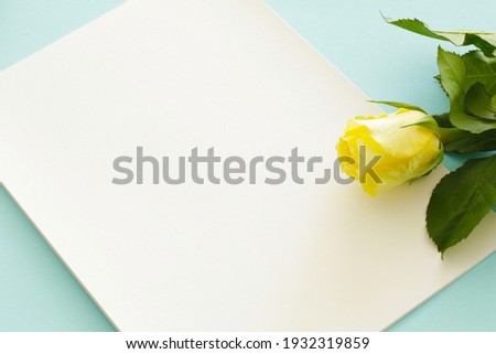 beautiful yellow rose flower and blank paper page on blue background