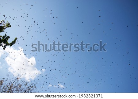 flock of birds in the blue sky