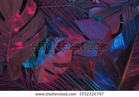 Creative fluorescent color tropical  leaves layout. Purple and blue neon light flat lay. Nature concept.