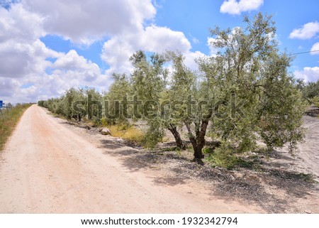 Photo Picture of a Dirt road leading off into the desert
