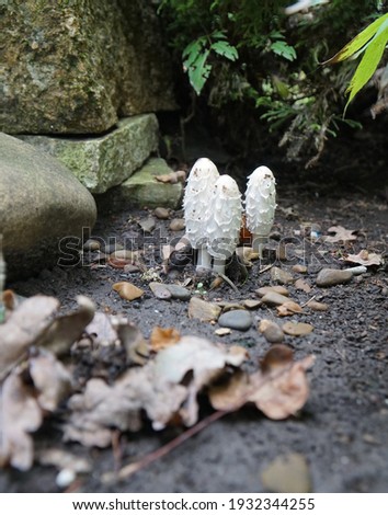 Umbrella mushrooms that grow in autumn in the Carpathian mountains and foothills             
