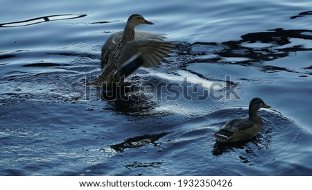 Duck takes off from pond water flying duck