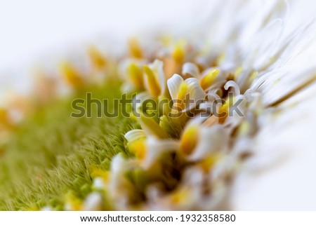 white gerbera daisy  macro photo. close up