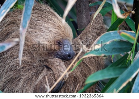 Two-toed sloth, Choloepus didactylus, sleeping in a tree. This nocturnal and arboreal species is indigenous to South America. 