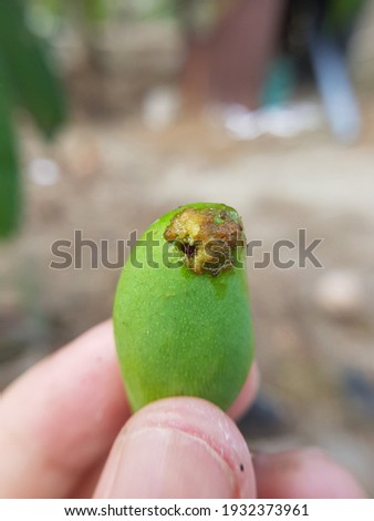 Symptoms of Fruit borer (Deanolis albizonalis) attack on young mango fruit.