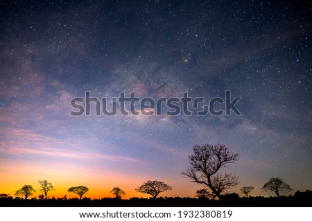 Milky way with stars,silhouette tree in africa with sunrise.Tree silhouetted against a setting sun.Dark tree on open field dramatic sunrise.Typical african sunset with acacia trees in Masai Mara,Kenya