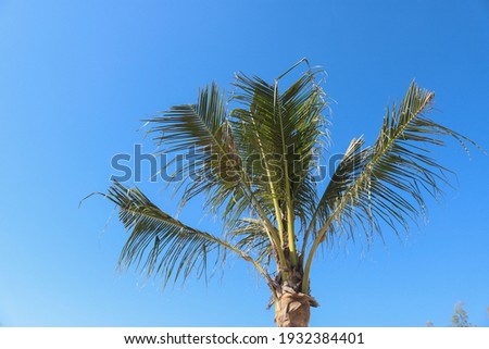 A coconut tree with leaves splitting from the trunk behind a blue sky.