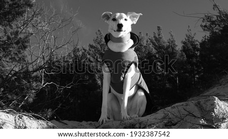 Black and white photo of a white dog sitting on a dune on the shore of the baltic sea