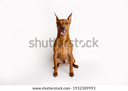 Miniature brown pinscher on a white isolated background. Emotions of dogs. High quality photo. Royalty-Free Stock Photo #1932389993