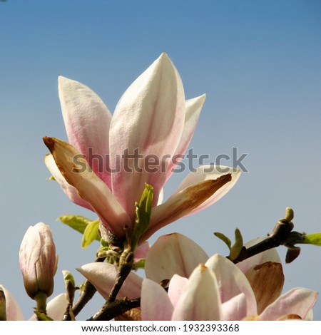 
Magnolia flower in a tree against a blue sky. Springtime.