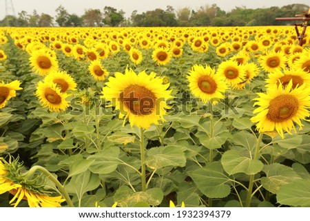 Beautiful sunflower field for  background.