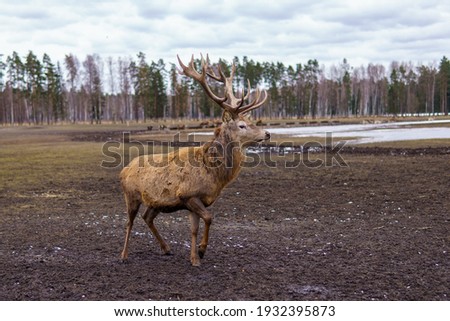 beautiful wild animal deer poses for the photographer