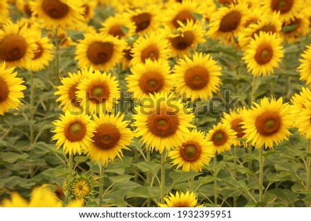 Beautiful sunflower field for background.