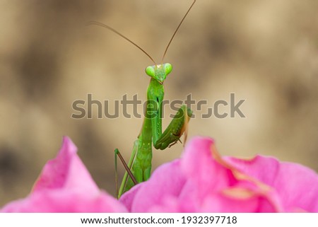 Close-up view a praying mantis on the pink flower. (Mantis religiosa) Royalty-Free Stock Photo #1932397718
