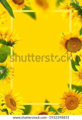 Frame made of Flying yellow sunflowers, green leaves on yellow background Flat lay. Beautiful floral card. Harvest time, agriculture, farming. Creative background with Sunflower. Template for design
